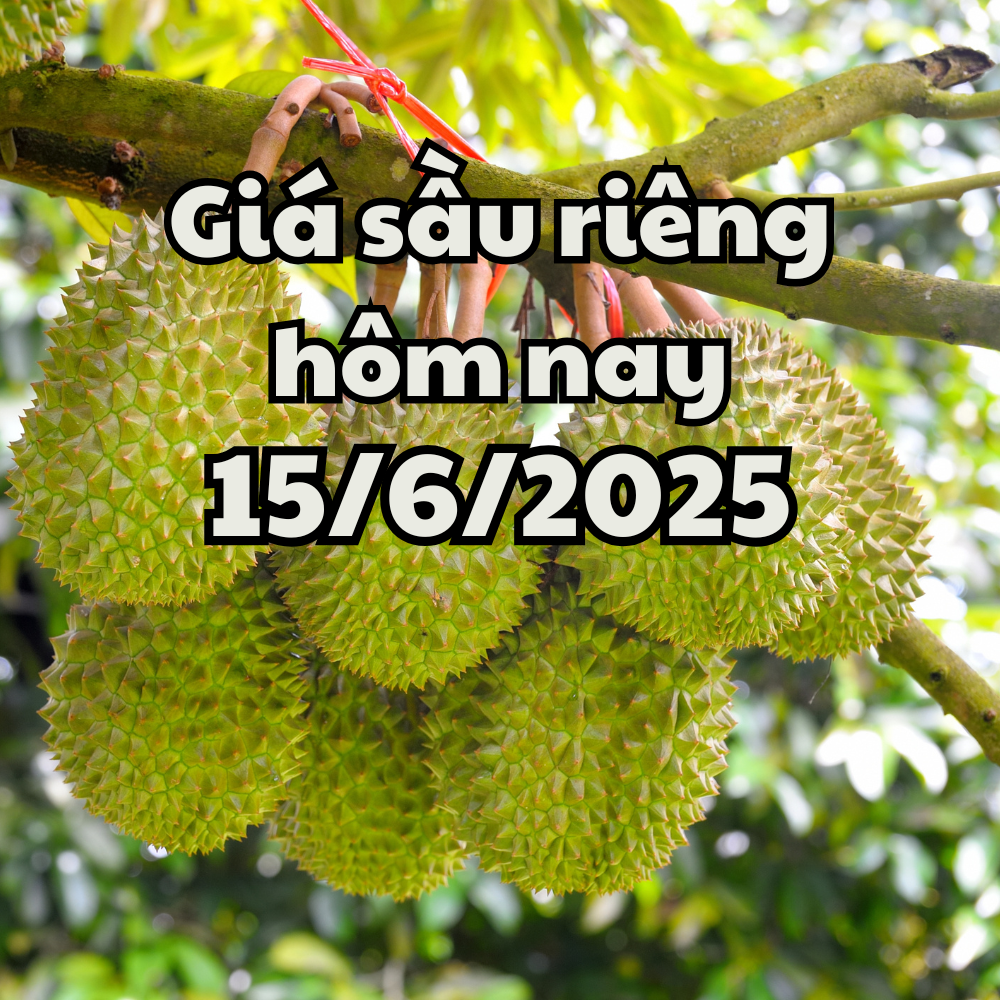 តម្លៃធូរេនថ្ងៃនេះ ថ្ងៃទី 15 ខែមិថុនា ឆ្នាំ 2025 Update ស្ថានភាពនាំចេញចុងក្រោយក្នុងខែមិថុនា