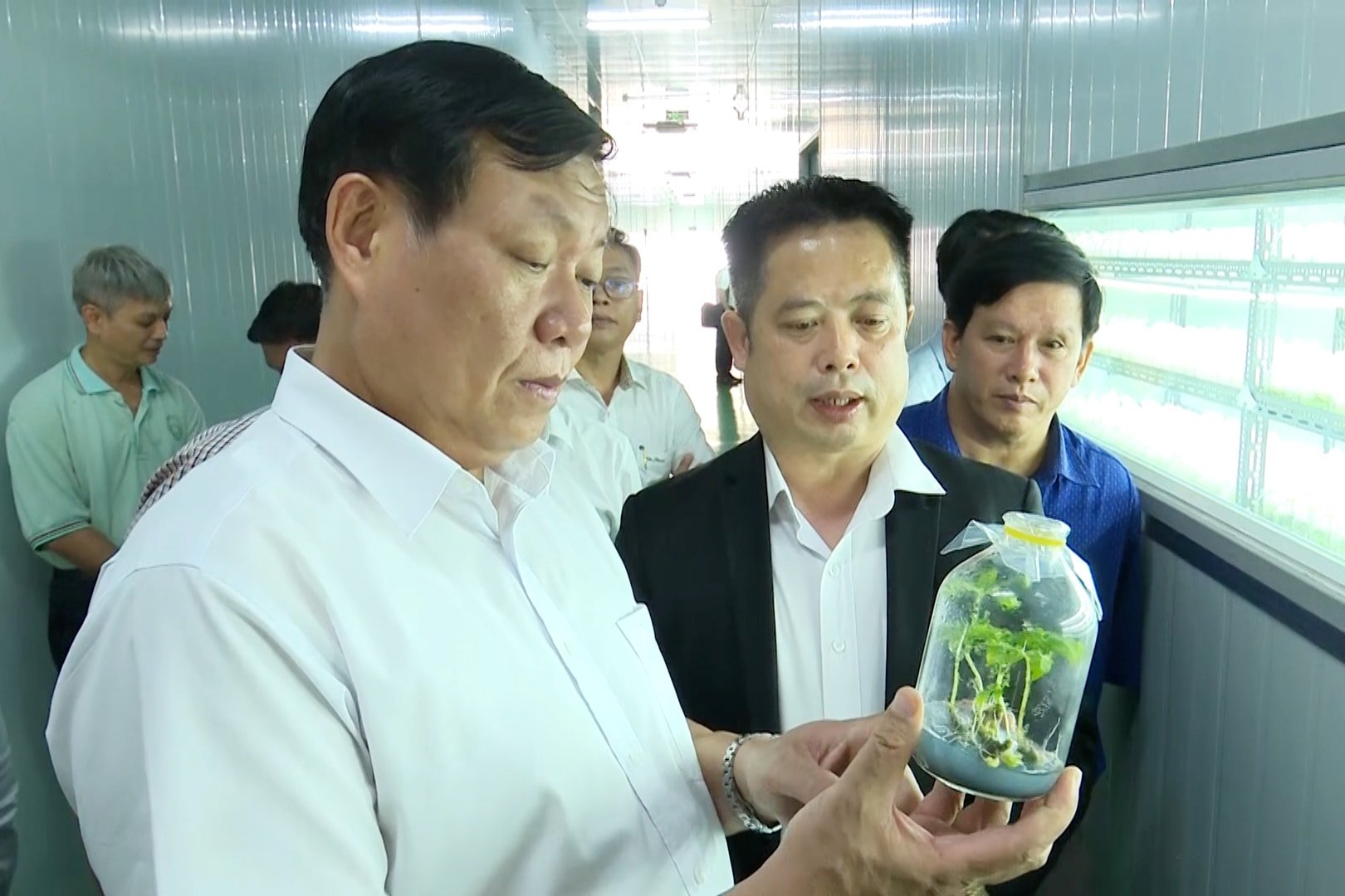 In Quang Nam haben viele Einheiten Forschungsprojekte zur Erhaltung der Ngoc Linh-Ginseng-Gene durchgeführt. Foto aufgenommen am 3. Oktober 2022 im Tam Thang Industriepark, Tam Ky City. Foto: PHAN VINH