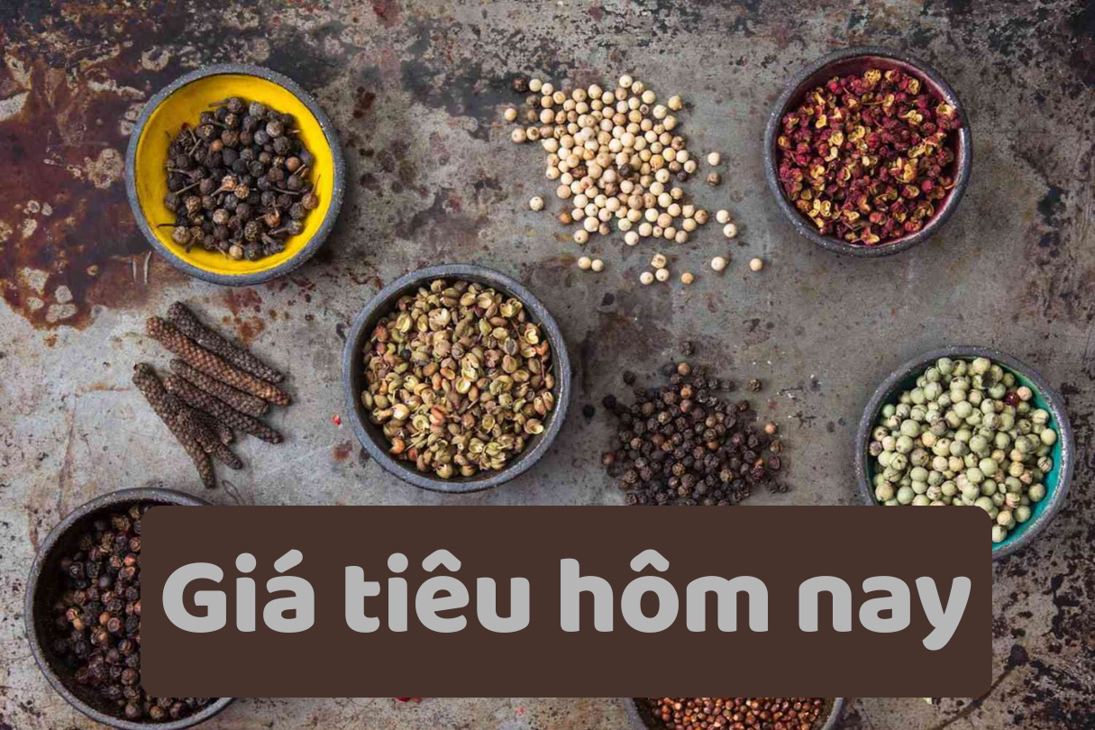 Giá tiêu hôm nay 15 6 2025