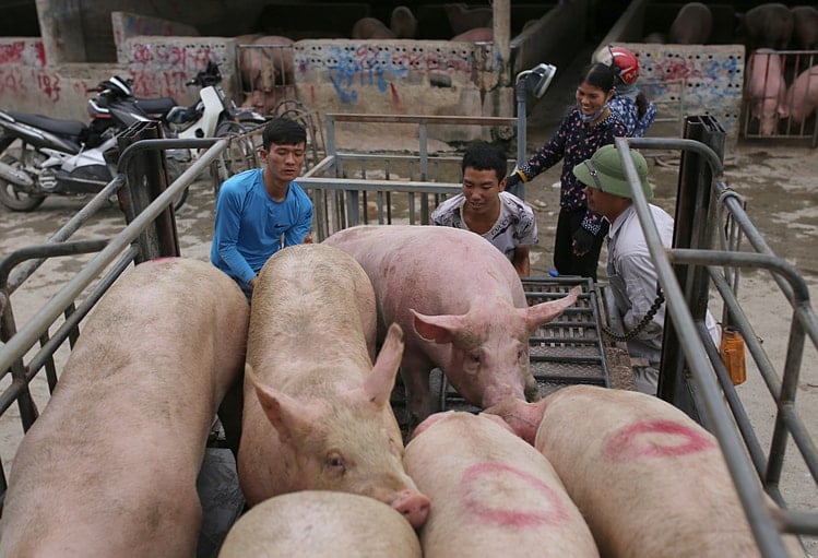 Pig price today 156 Remains at high level