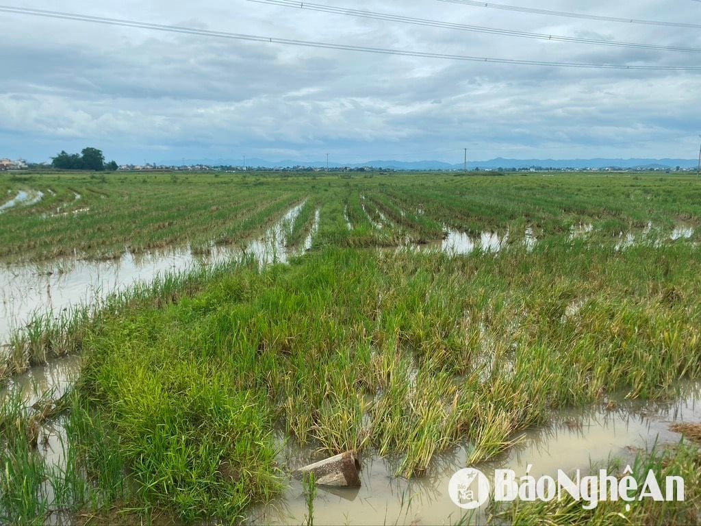 Vastes rizières abandonnées dans le district de Dien Chau. Photo : Van Truong