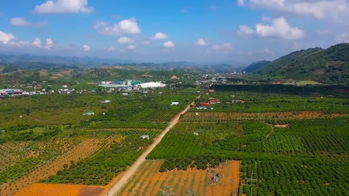 Mai Sơn (Sơn La): Nâng tầm nông sản địa phương bằng liên kết và công nghệ- Ảnh 1.