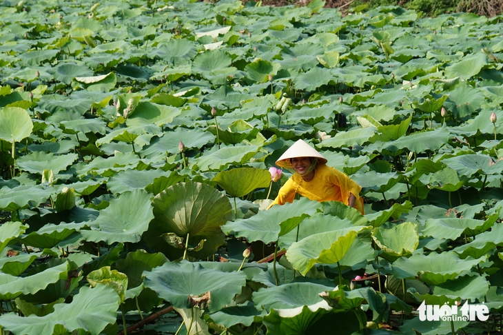 Trà sen - Ảnh 3.