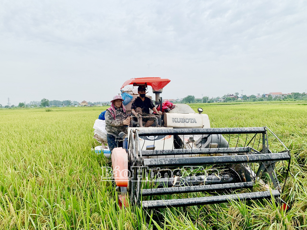 Nông dân huyện Ân Thi khẩn trương thu hoạch lúa xuân