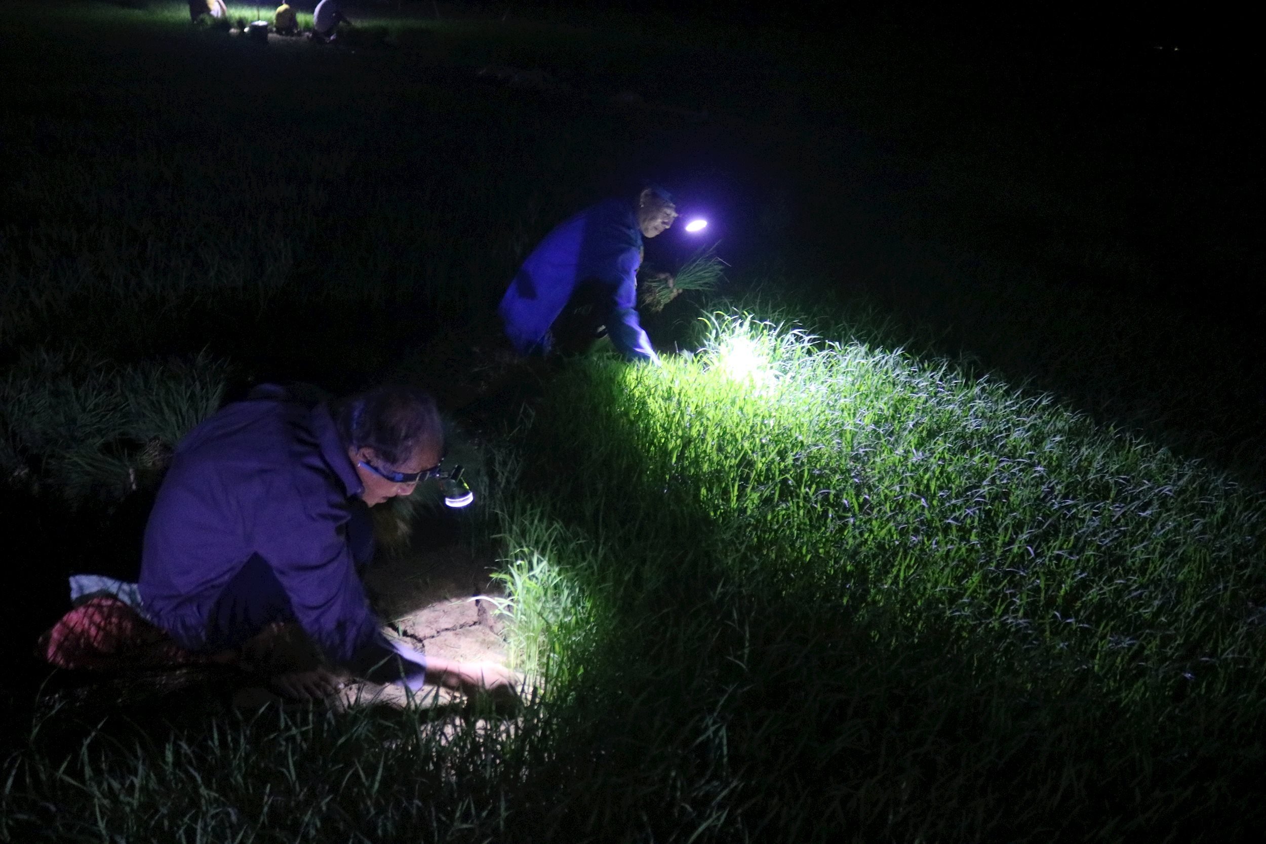 タン・チュオン族の農民たちは日光を避けるため、夜に苗を引き抜いて植える。