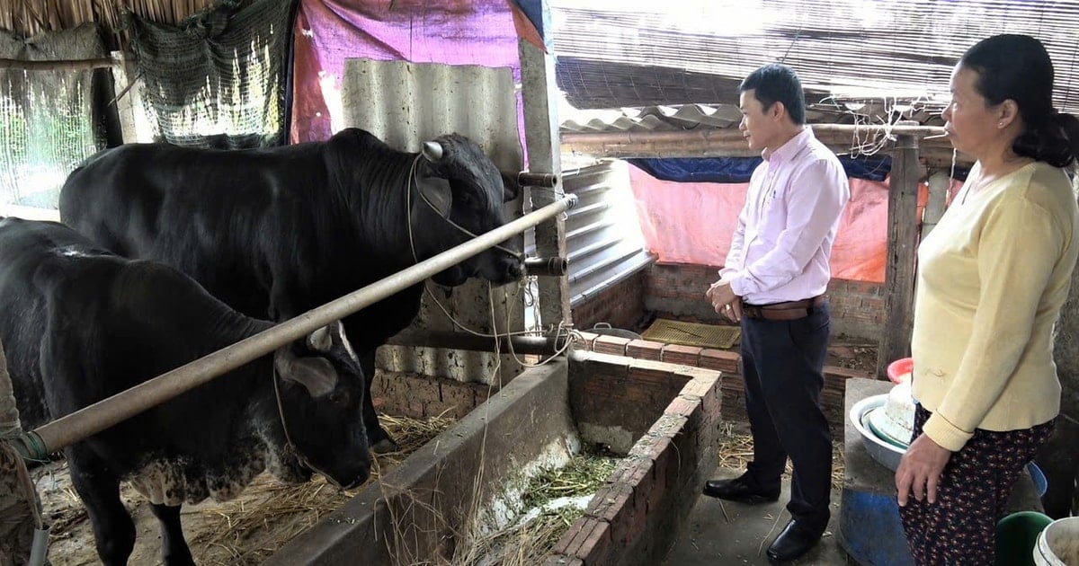 ផ្សព្វផ្សាយសកម្មភាពឥណទានគោលនយោបាយនៅទីក្រុង Hoi An