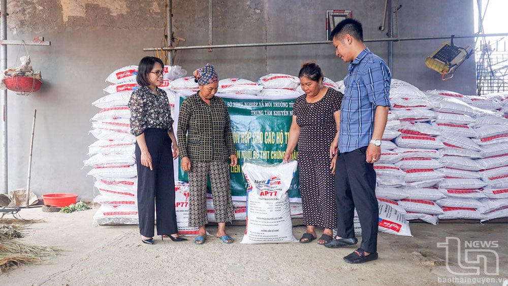 Households participating in the VietGAHP certified beef cattle farming model associated with product consumption linkage are supported with mixed feed for cattle.