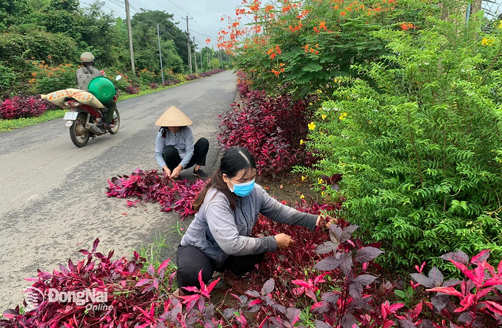 Huy động hơn 35 ngàn tỷ đồng xây dựng nông thôn mới