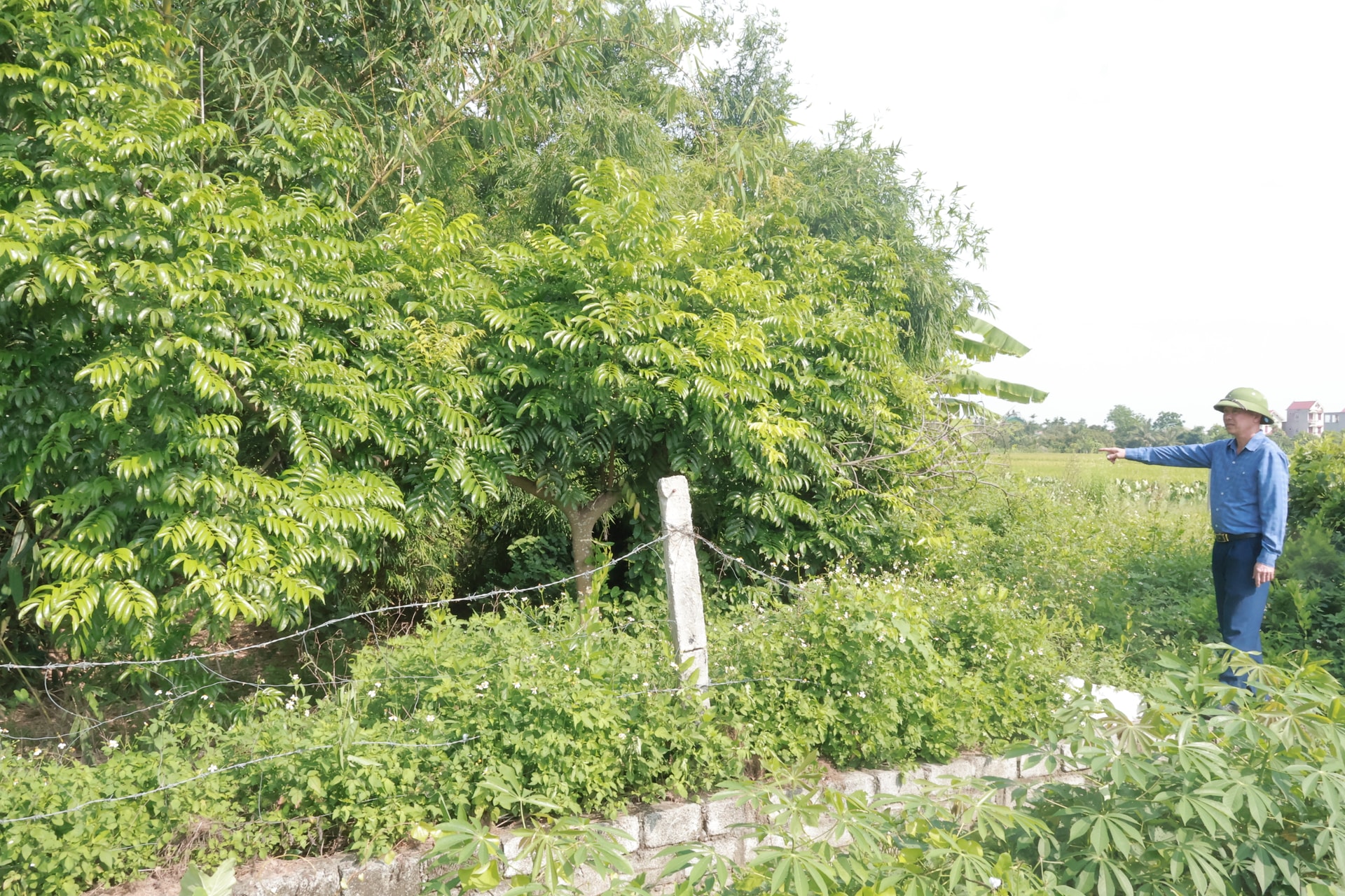 គីម ថាញ់ ដាំបន្លែបៃតង