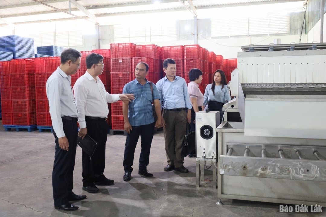 Supervisory delegation No. 13 surveyed the system of equipment and machinery for preserving and processing avocados on an industrial scale at An Phu Joint Stock Company.
