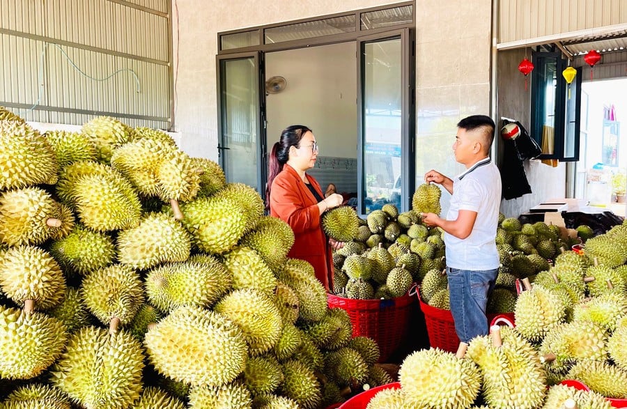 xuat-khau-sau-rieng-dong-lanh-mo-ra-co-hoi-phat-trien-ben-vung-giai-quyet-duoc-van-de-ve-san-luong-va-gia-ca-khi-vao-vu-thu-hoach-ro-anh-vt.jpg