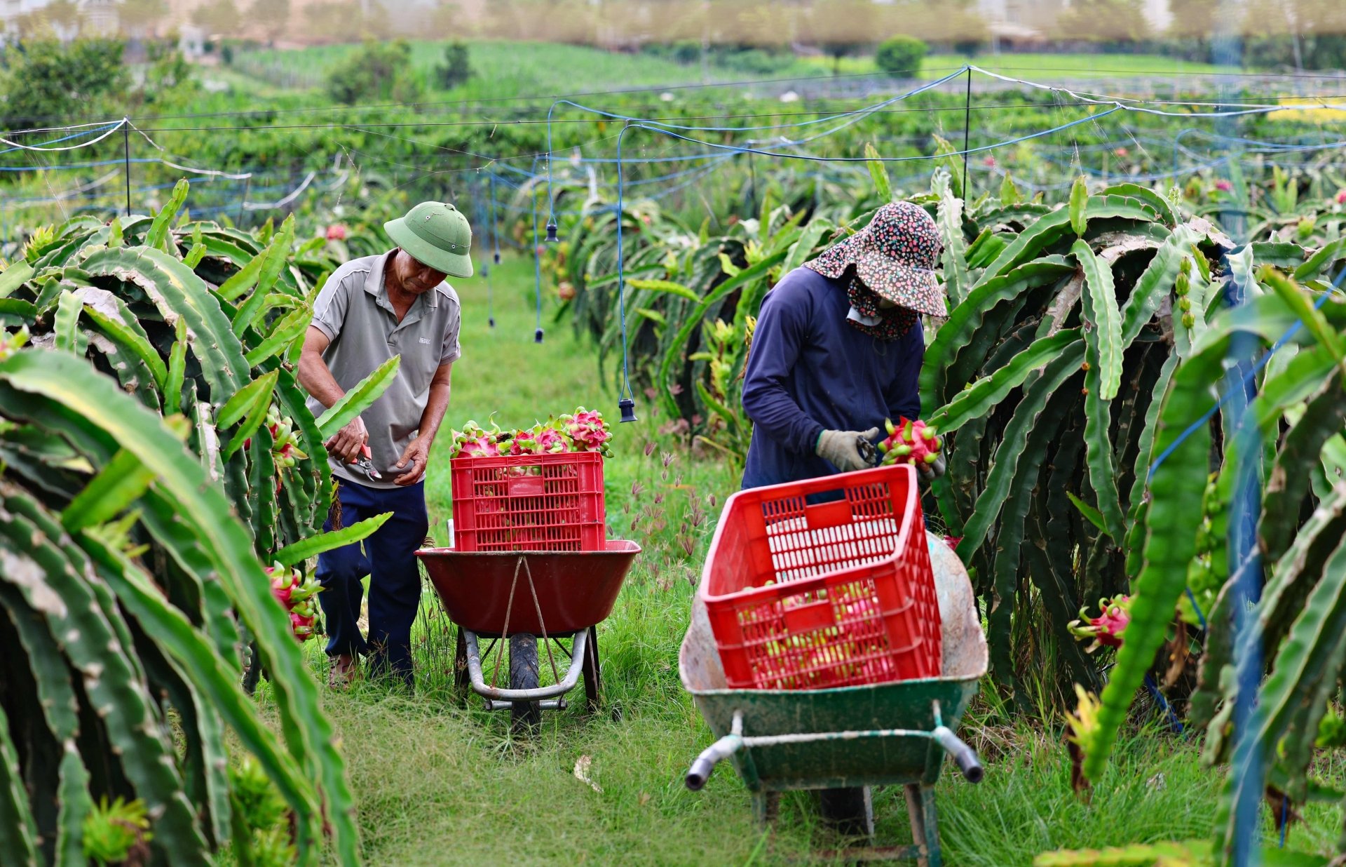 Người dân Nam Hà trồng thanh long ruột đỏ khoảng 12 năm qua và là địa phương có diện tích trồng thanh long lớn nhất trên địa bàn tỉnh