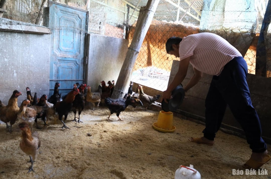 Farmer households implement the model of the project 