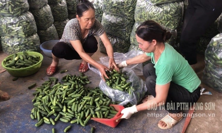 Người dân xã Đông Quan, huyện Lộc Bình phân loại dưa chuột bao tử bán cho hợp tác xã
