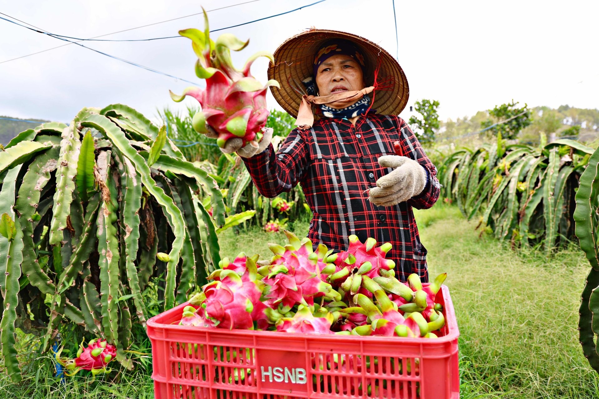 Bà Vũ Khảo (thôn Nam Hà, xã Nam Hà) với vườn thanh long rộng 2ha đang thời điểm thu hoạch rộ