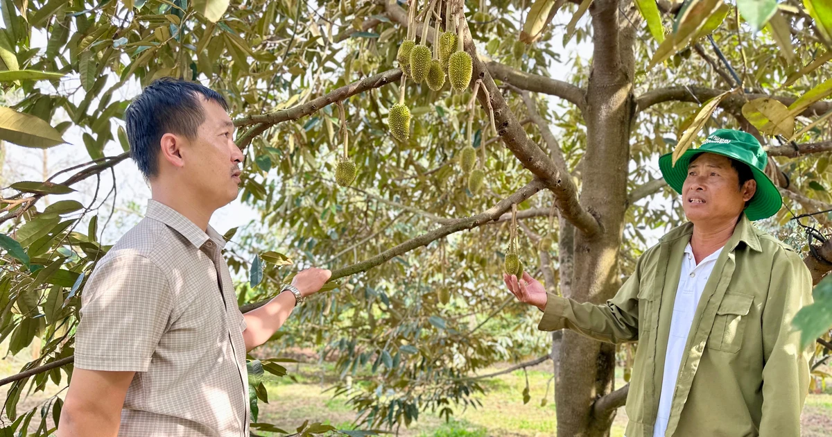 Giải pháp để phát triển ngành sầu riêng bền vững