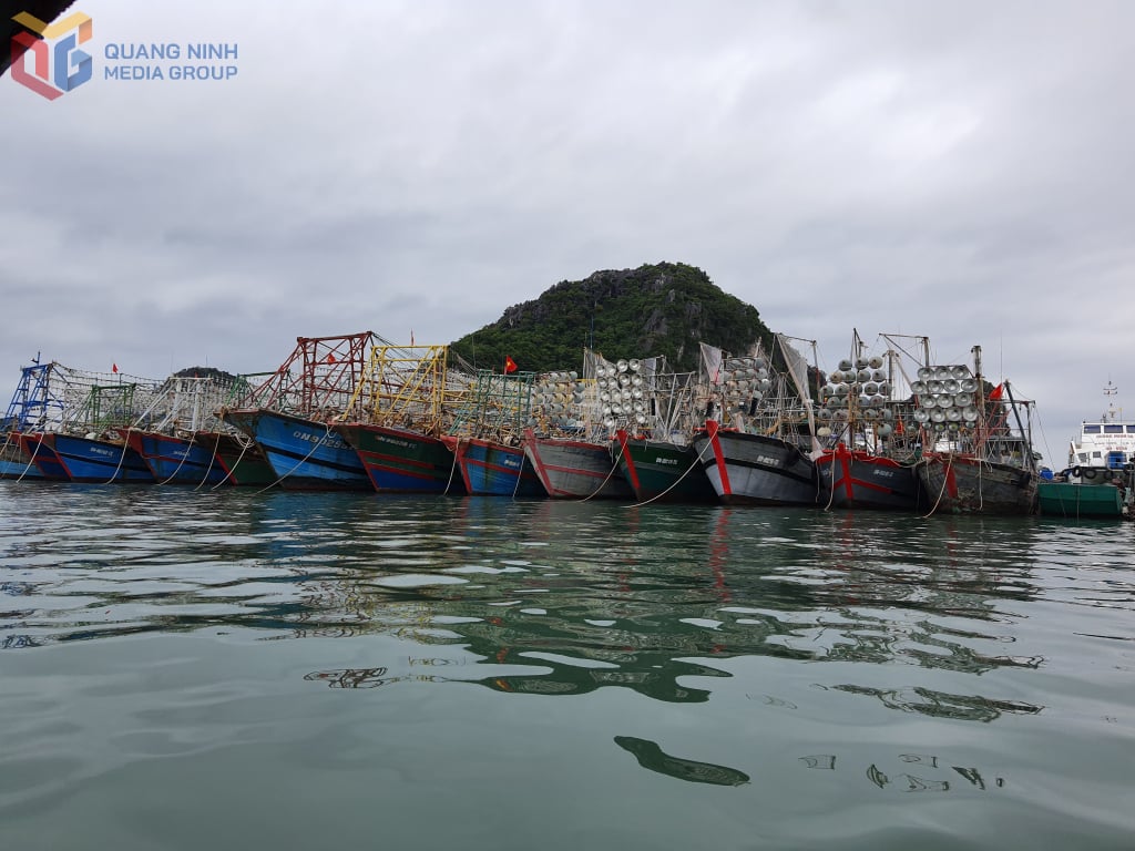 Tỉnh Quảng Ninh đặt mục tiêu giảm tàu khai thác ven bờ, tăng số lượng tàu khai thác vùng lộng, vùng khơi.