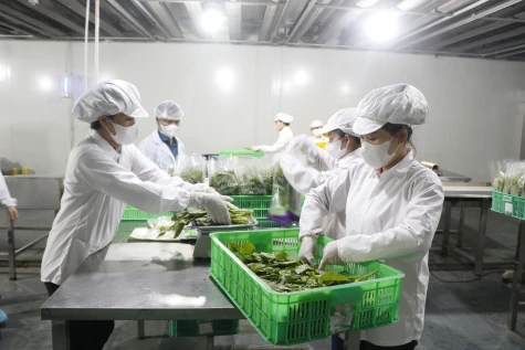 Phu Giao District: Enhancing OCOP products