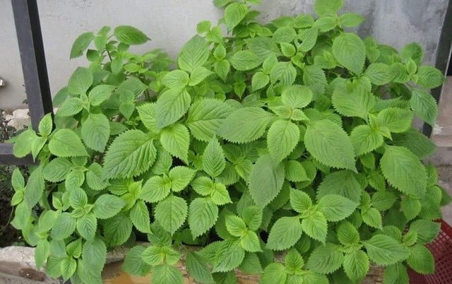 Thứ rau kèm bún đậu lại là 'cứu tinh' cho người bị mẩn ngứa, mề đay, dị ứng thời tiết- Ảnh 2.