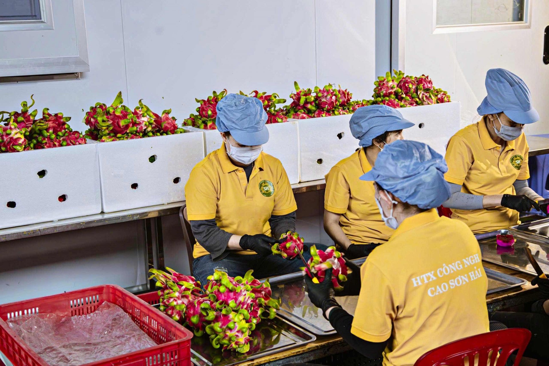 Sơ chế thanh long tại HTX Nông nghiệp công nghệ cao Sơn Hải tại xã Nam Hà, huyện Lâm Hà, tỉnh Lâm Đồng