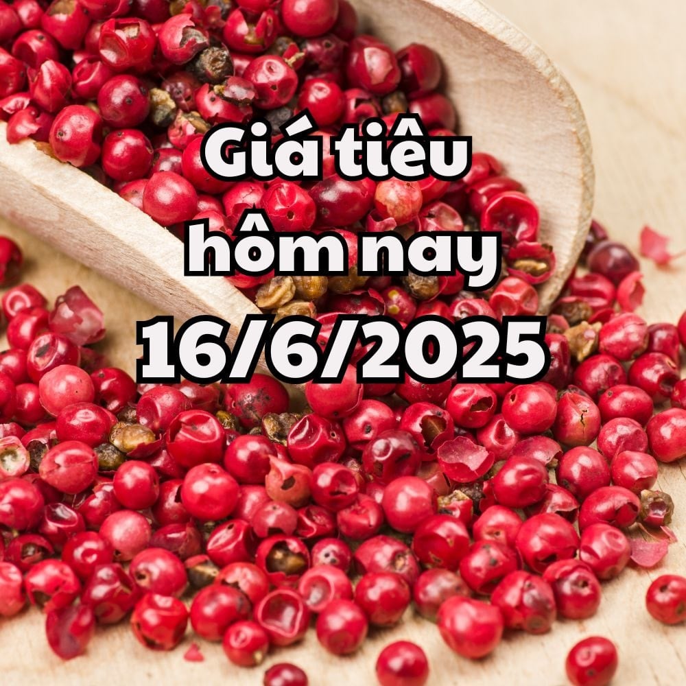 Giá tiêu hôm nay 16 6 2025 mới nhất 2 tỉnh giữ mức cao nhất sao đợt giảm