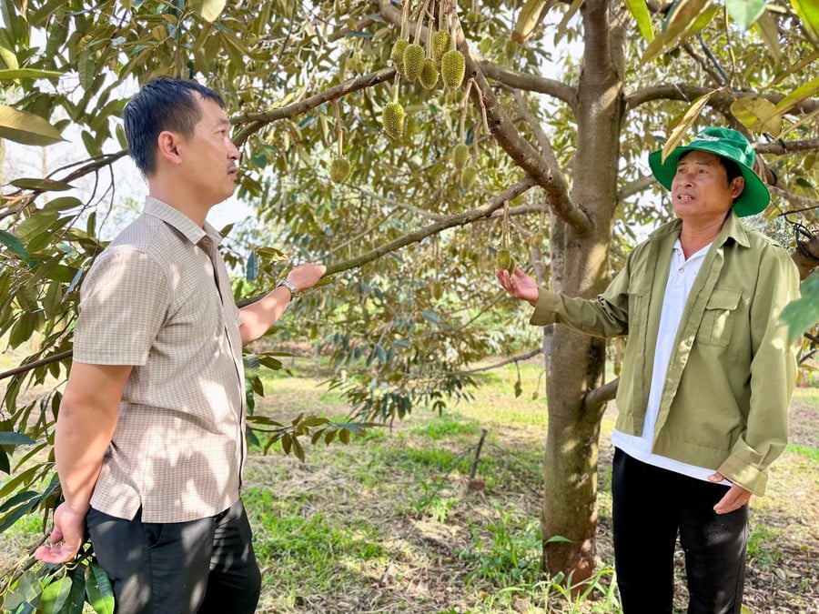 ap-dung-phuong-phap-cham-soc-theo-huong-huu-co-vuon-sau-rieng-cua-cac-thanh-vien-htx-sau-rieng-huu-co-ia-phin-co-the-dat-nang-suat-28-tanha-anh-hd.jpg