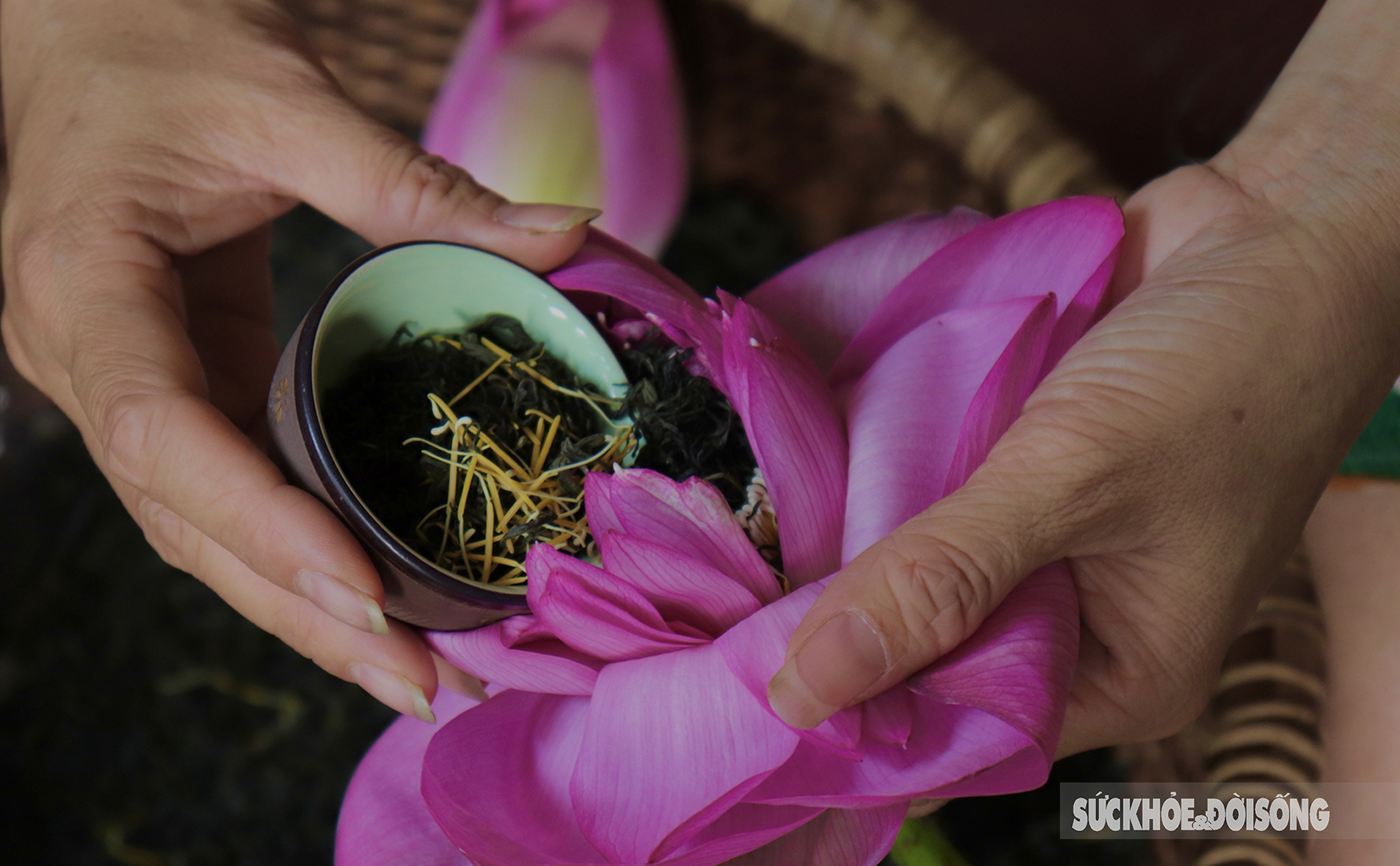 Discover the process of making the most expensive lotus tea in Hanoi