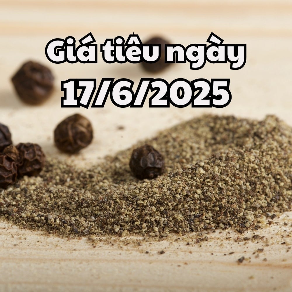 Tin tức, dự báo giá tiêu ngày mai 17 6 2025 giảm tiếp xuống đáy mới