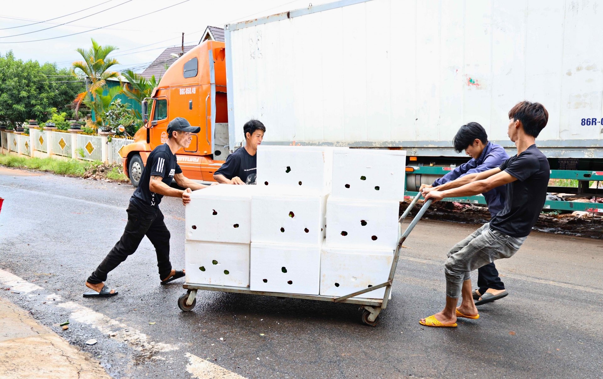 Trái thanh long Nam Hà có chất lượng tốt, tiêu thụ hầu hết các thị trường trong nước nhưng giá cả chưa thật sự hấp dẫn đối với người dân do thiếu tính ổn định
