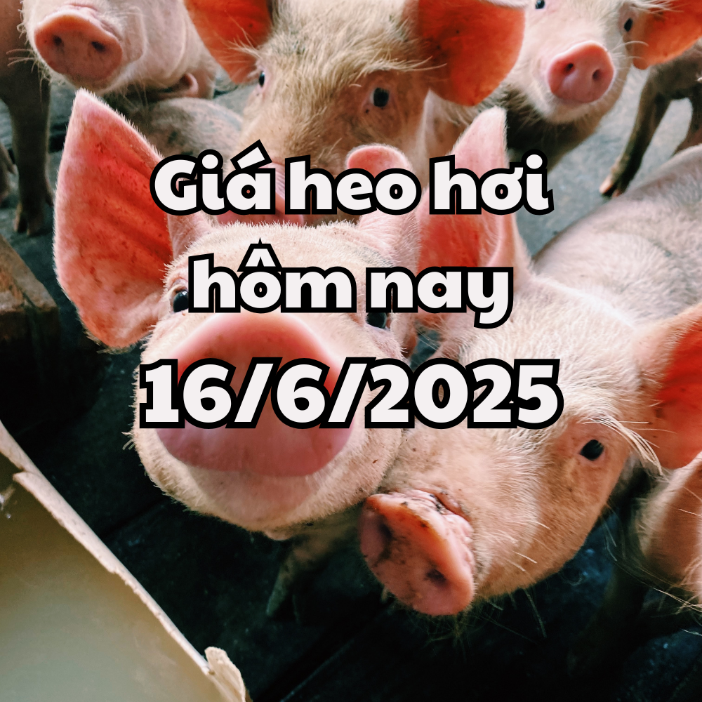 Giá heo hơi hôm nay 16 6 2025 3 miền lặng sóng sau đợt điều chỉnh