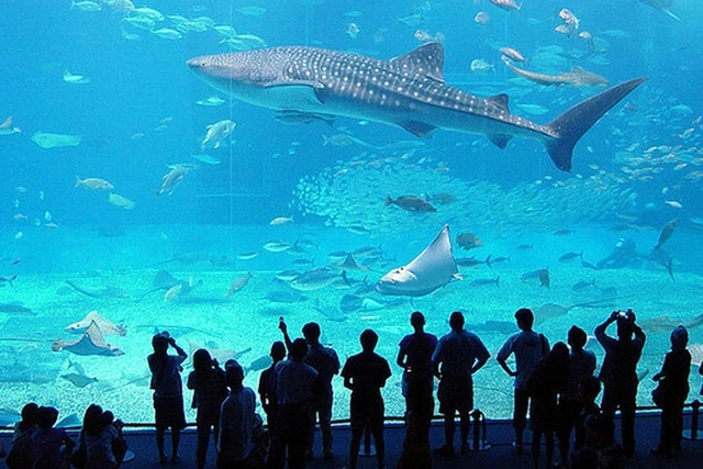 aquarium-of-genoa.webp