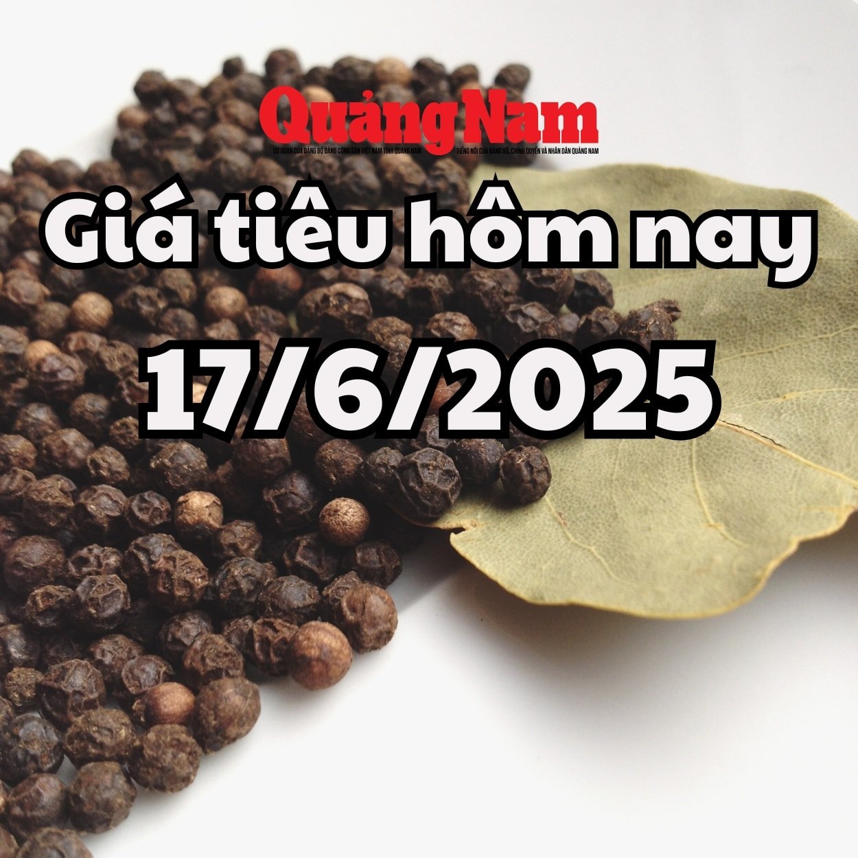 Giá tiêu hôm nay 17 62025 mới nhất Đồng loạt giảm mạnh