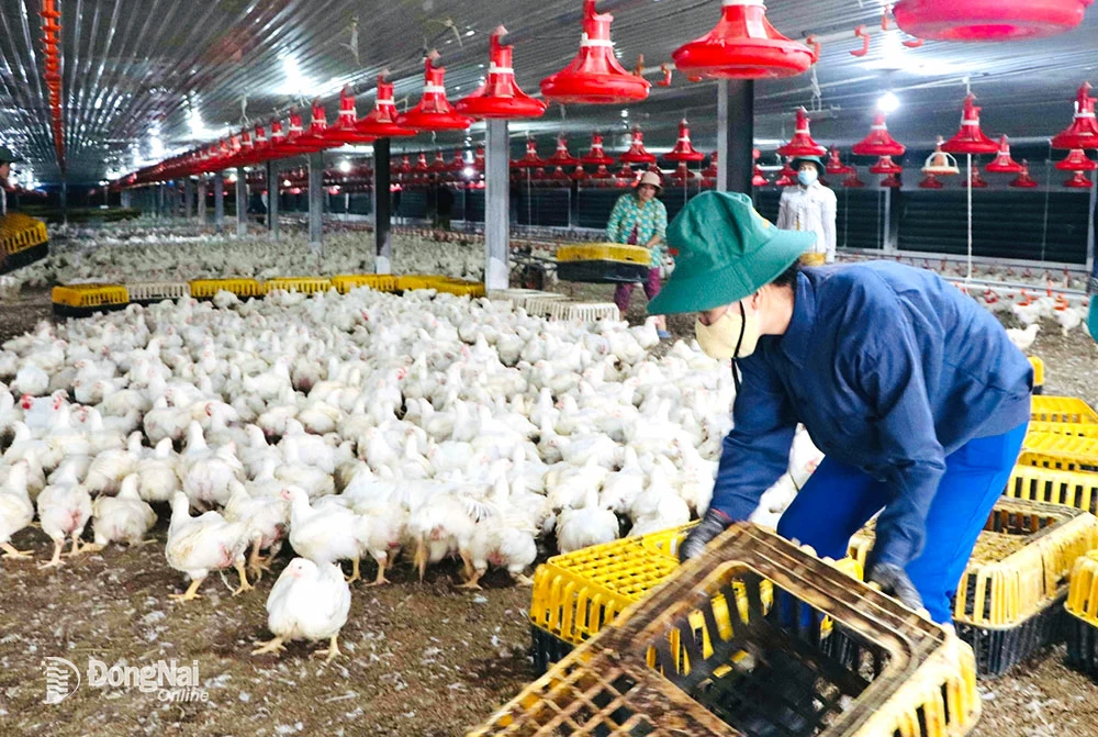 Trang trại chăn nuôi gà công nghiệp công nghệ cao tại huyện Long Thành đạt tiêu chuẩn xuất khẩu vào thị trường Nhập Bản. Ảnh: B. Nguyên