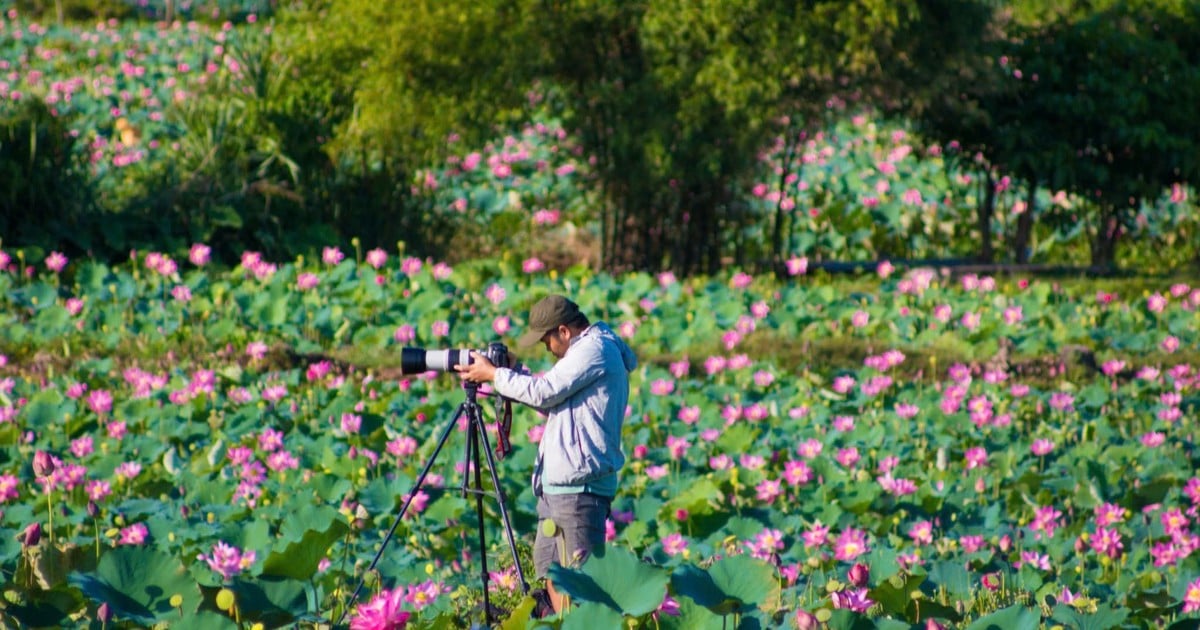 Tra Ly, pendant la saison de floraison des lotus, possède une beauté sauvage qui attire les touristes