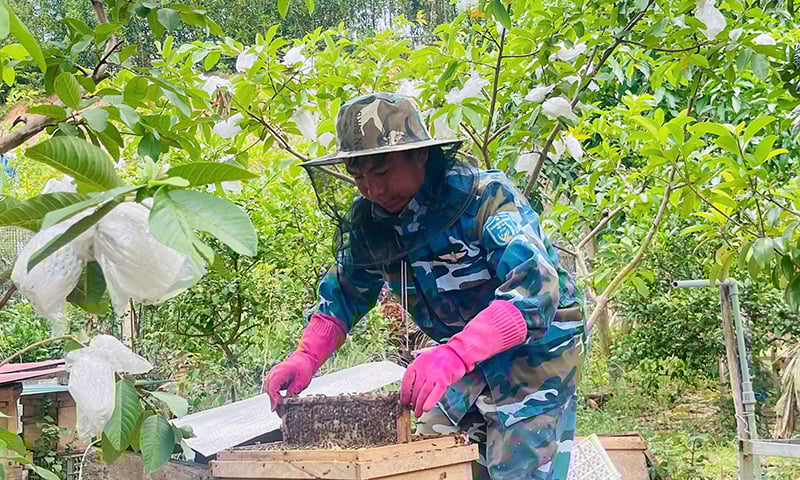 Nghề nuôi ong lấy mật phát triển mạnh ở huyện vùng cao Minh Hóa.