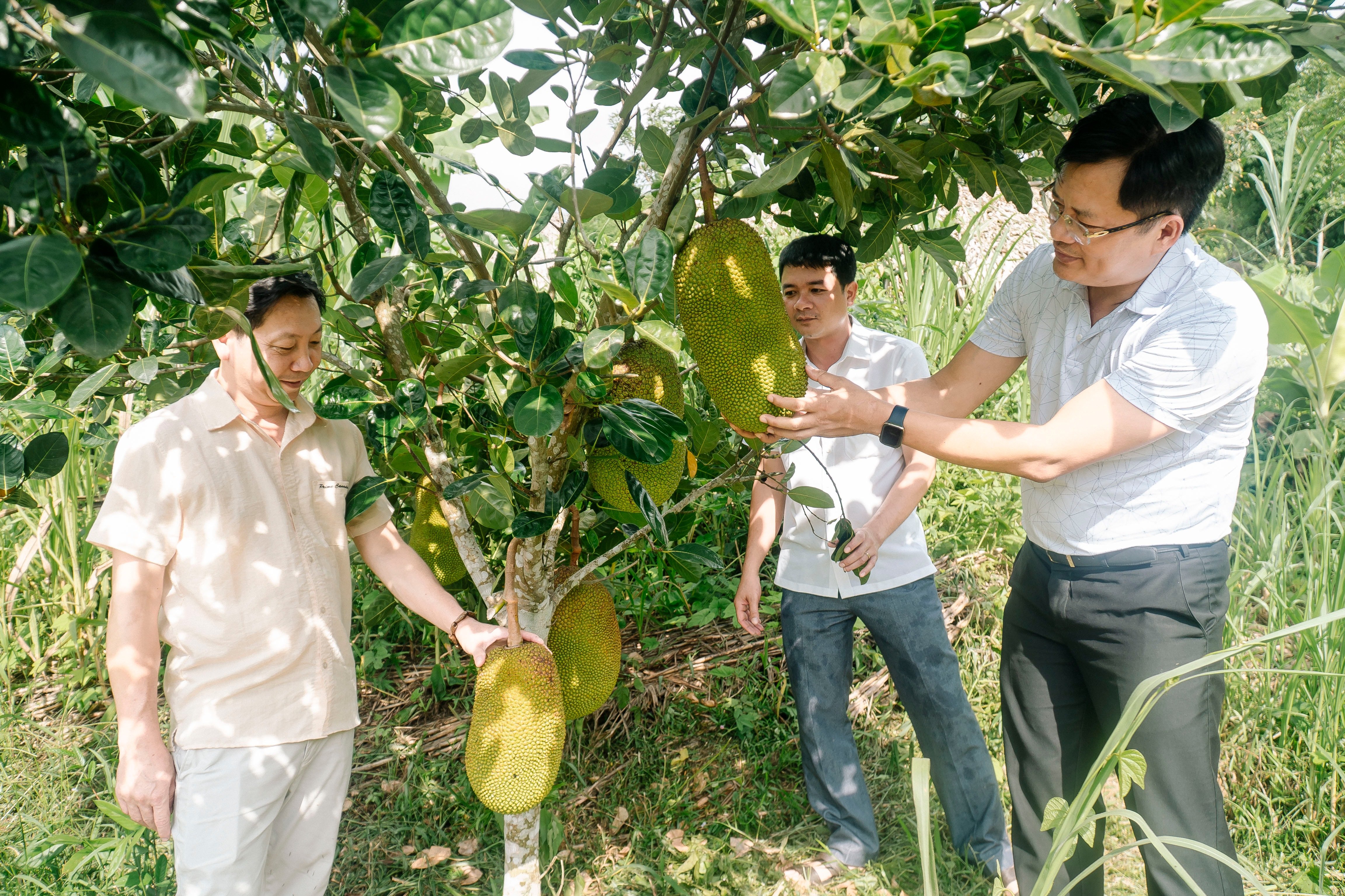 Lãnh đạo Báo Nghệ An và xã Xiêng My, huyện Tương Dương thăm vườn cây sai trĩu quả của bà con. Ảnh: Tùng Linh