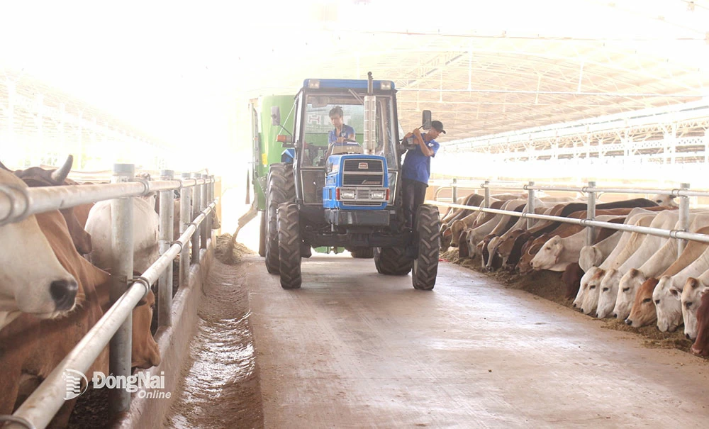 Cam My district develops industrial livestock farming