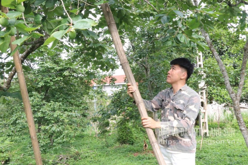 Người dân xã Hoàng Việt, huyện Văn Lãng dùng cọc chống đỡ cho cây hồng