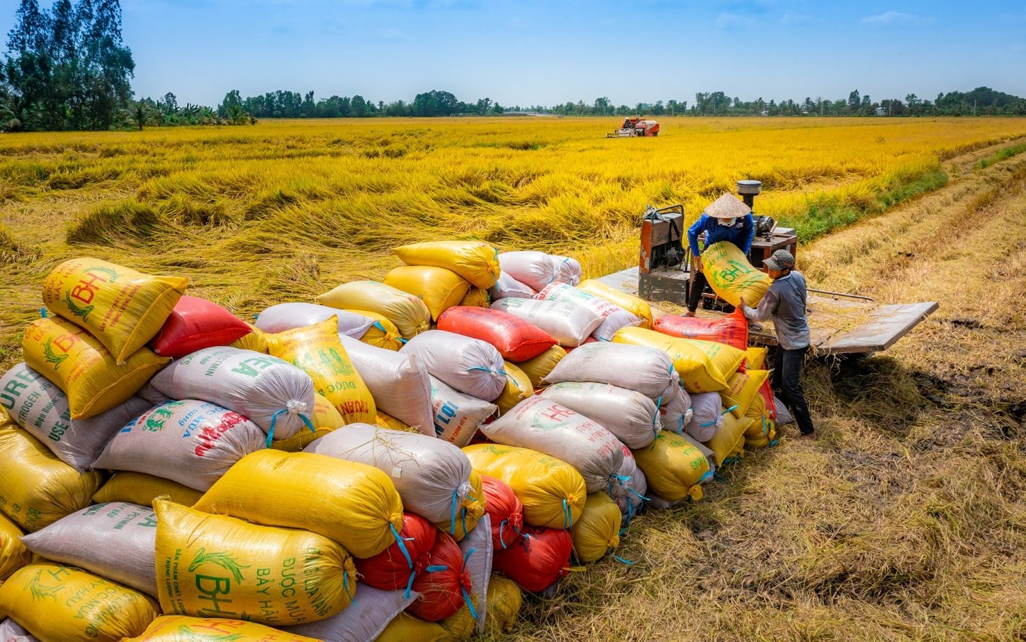 Giá lúa gạo hôm nay 17/6: Gạo nguyên liệu tăng nhẹ, lúa Hè Thu giảm giá cục bộ