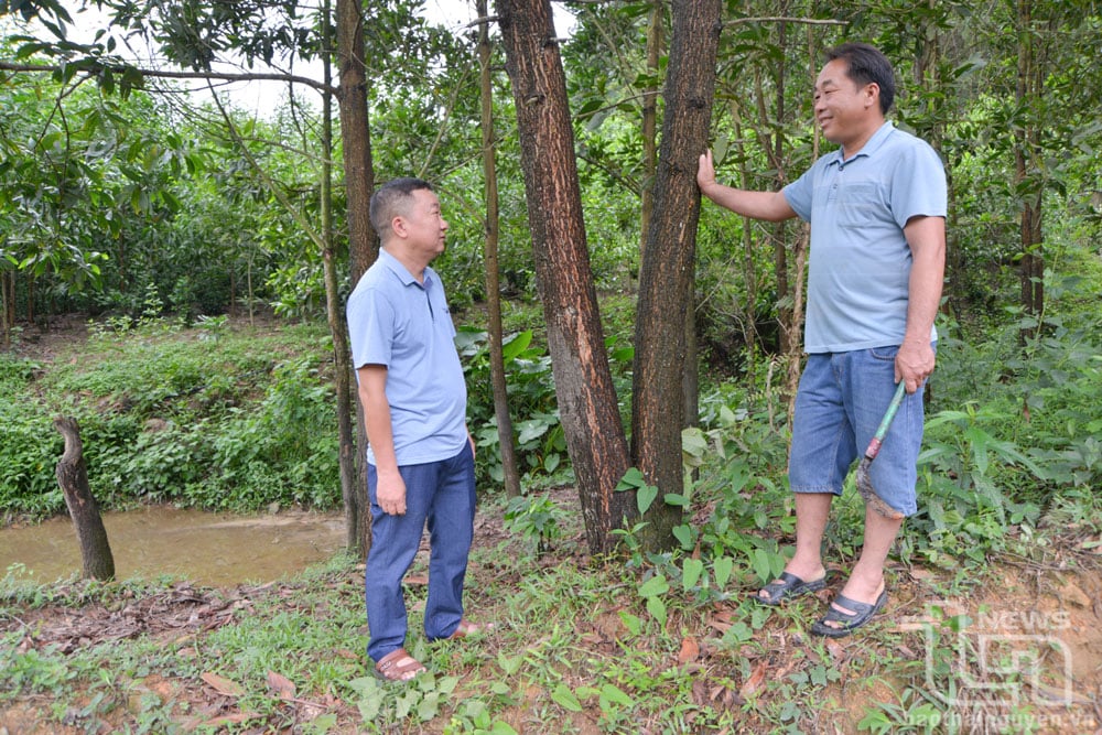 With 14 hectares of existing forest, after 6 years of planting, Mr. Hoang Van Nhin's family (standing on the right) has an average income of nearly 100 million VND/ha.
