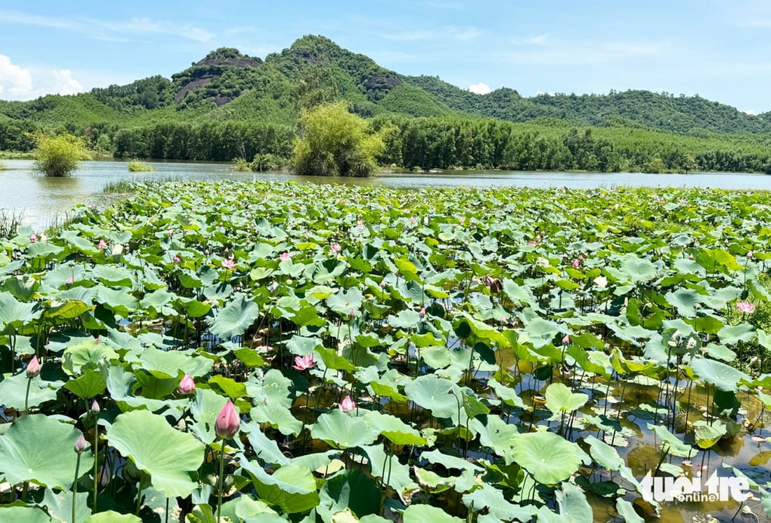 sen Trà Lý - Ảnh 3.