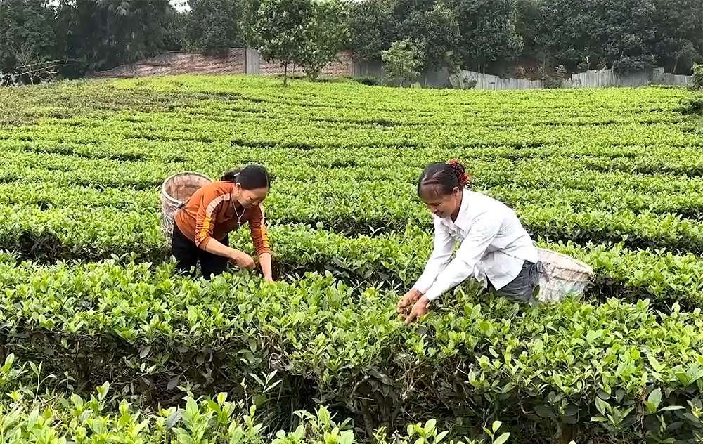 Yên Bái đã cấp 103 mã số vùng trồng