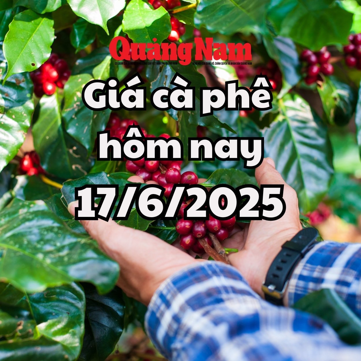 Giá cà phê hôm nay 17 6 2025 mới nhất Vẫn giữ được mốc 110,000 đồng kg