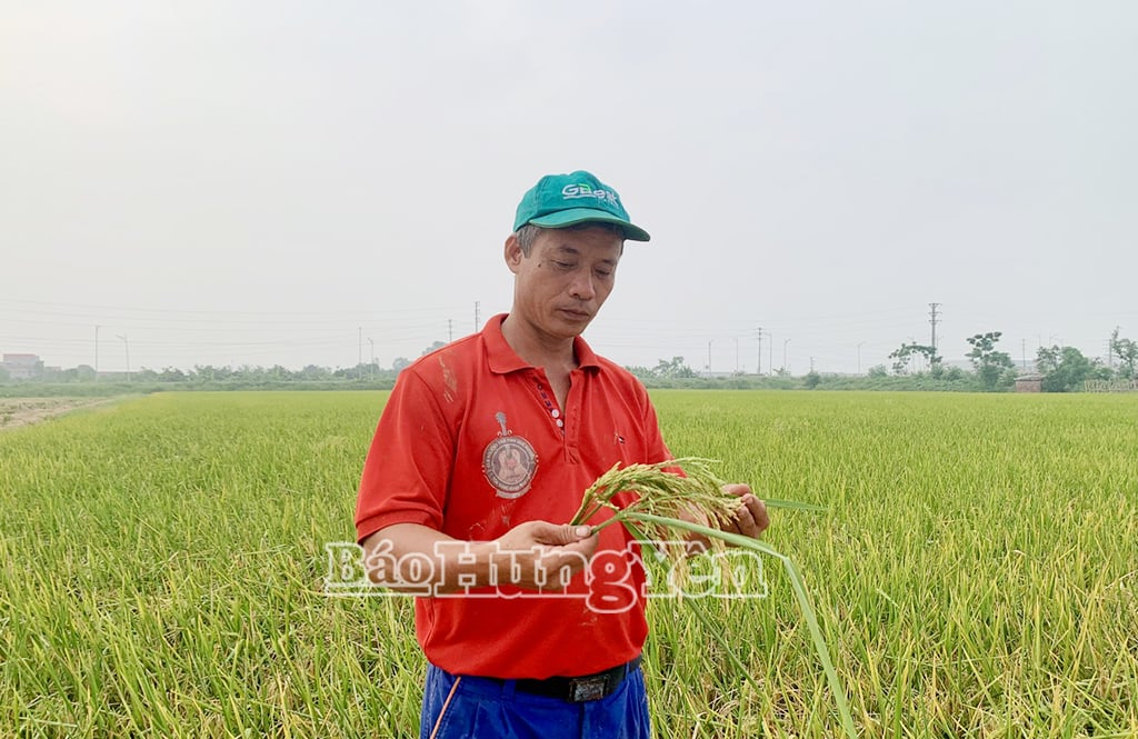 លោក តាន់ ពិនិត្យស្រូវមុនថ្ងៃច្រូតកាត់។