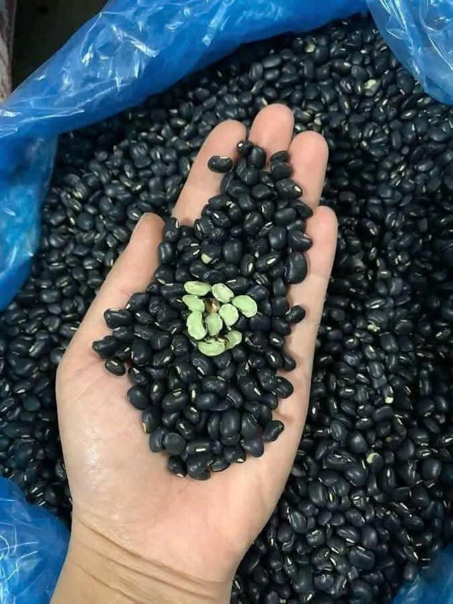 Đỗ đen giá siêu rẻ, tốt cho người tiểu đường gây ‘sốt’ ngày hè: Nấu chè chỉ thêm bước này là nhanh nhừ, bùi ngậy, thơm phức- Ảnh 3.