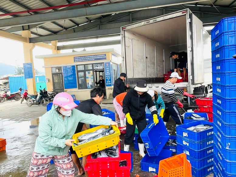 Đà Nẵng siết chặt quản lý 147 tàu cá chưa đủ điều kiện hoạt động- Ảnh 2.