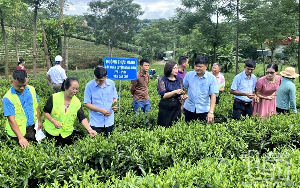 Farmers in Phu Luong district share experiences in safe tea production.