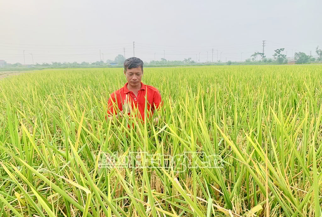 ដីស្រែរាប់សិបហិចតារបស់គ្រួសារលោក តាន់ ដាំពូជស្រូវ ST25 ដែលមានទិន្នផល និងគុណភាពខ្ពស់។