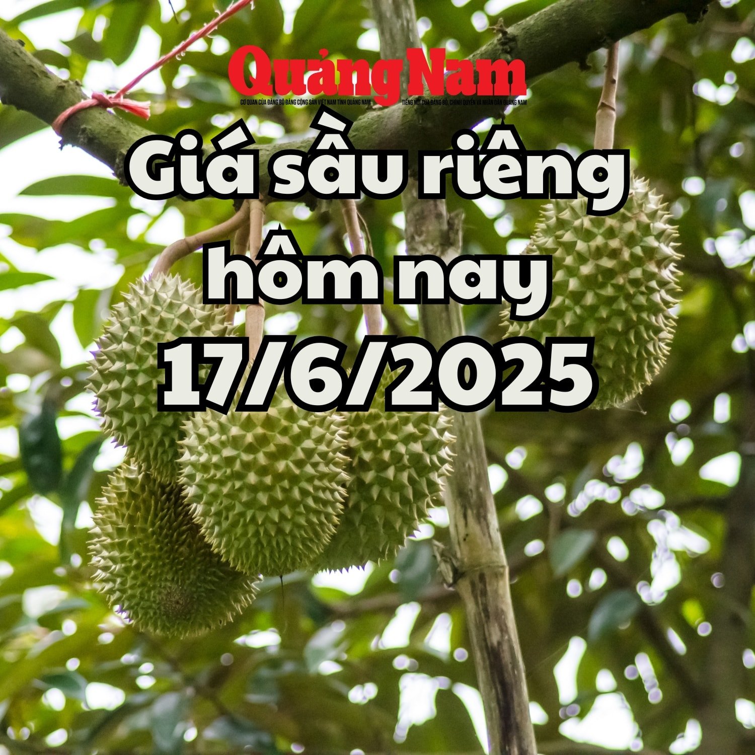 Giá sầu riêng hôm nay 17 6 2025 Sầu Musang King và Thái tăng giá