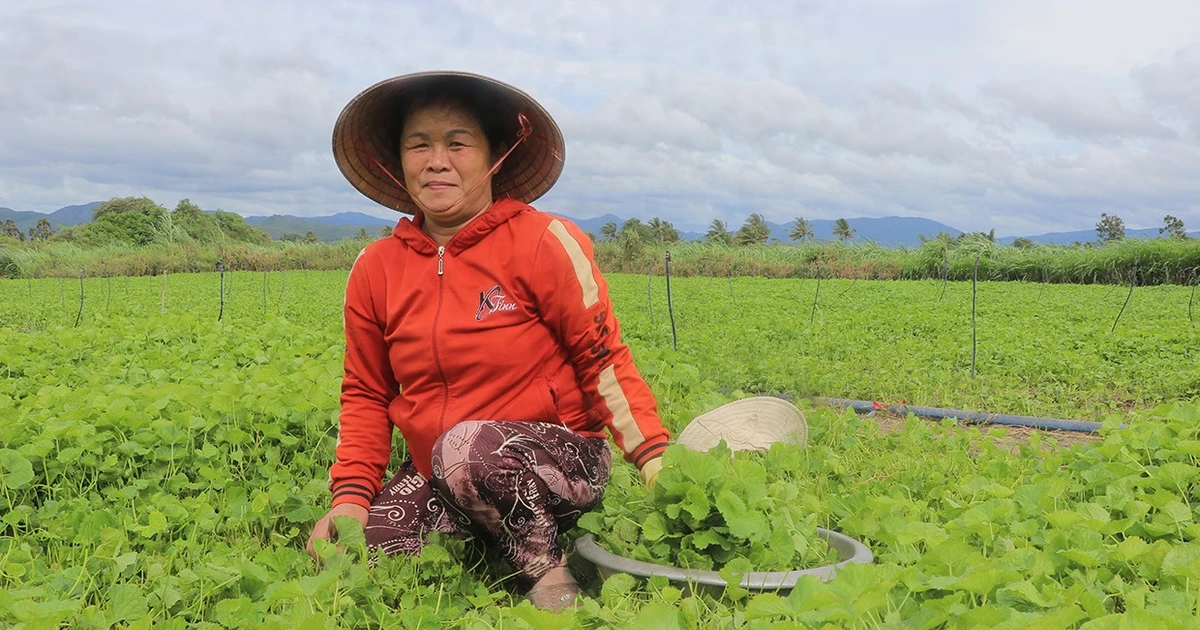 ការរីកលូតលាស់ pennywort នាំមកនូវប្រាក់ចំណូលស្ថិរភាព